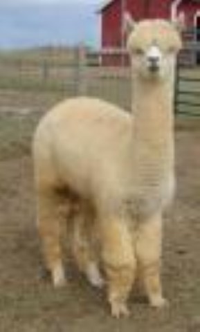 Alpaca For Sale - AOV Accoyo Elantra at ACCOYOS OF VIRGINIA, LLC